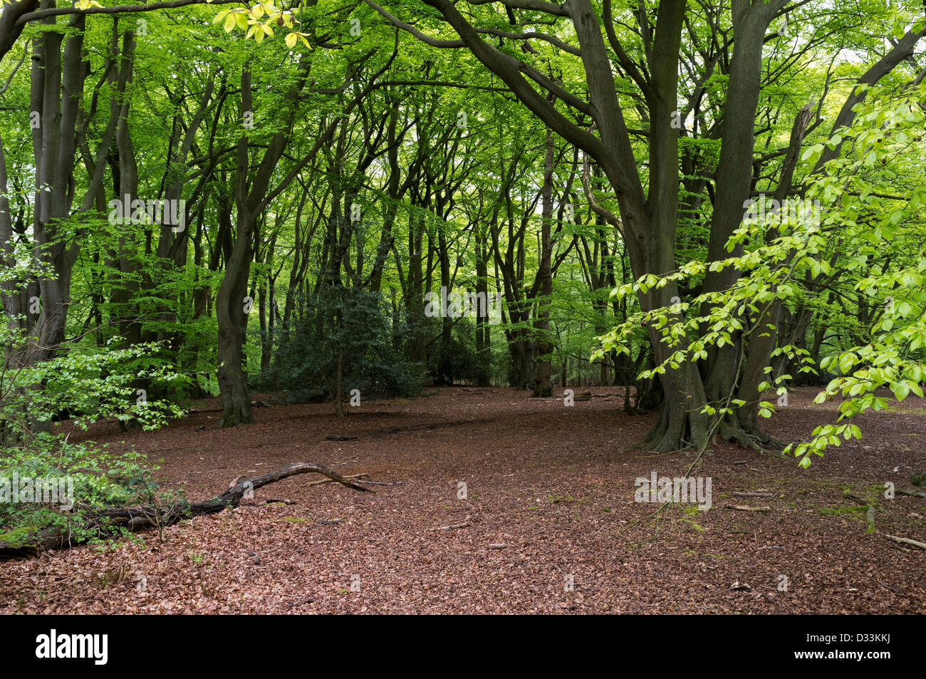 La forêt d'Epping, England, UK Banque D'Images