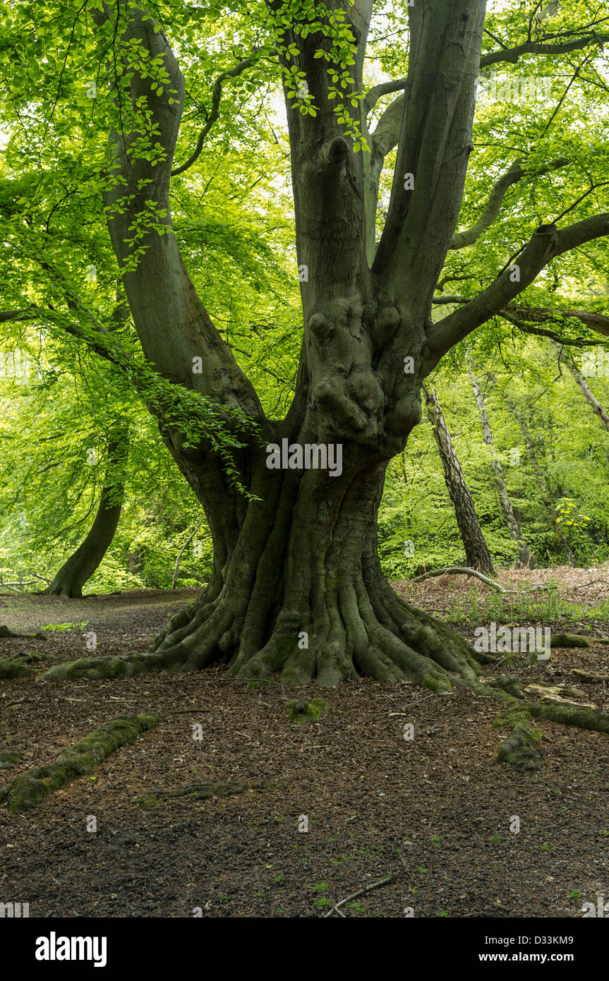 Hêtre arbre dans la forêt d'Epping, England, UK Banque D'Images