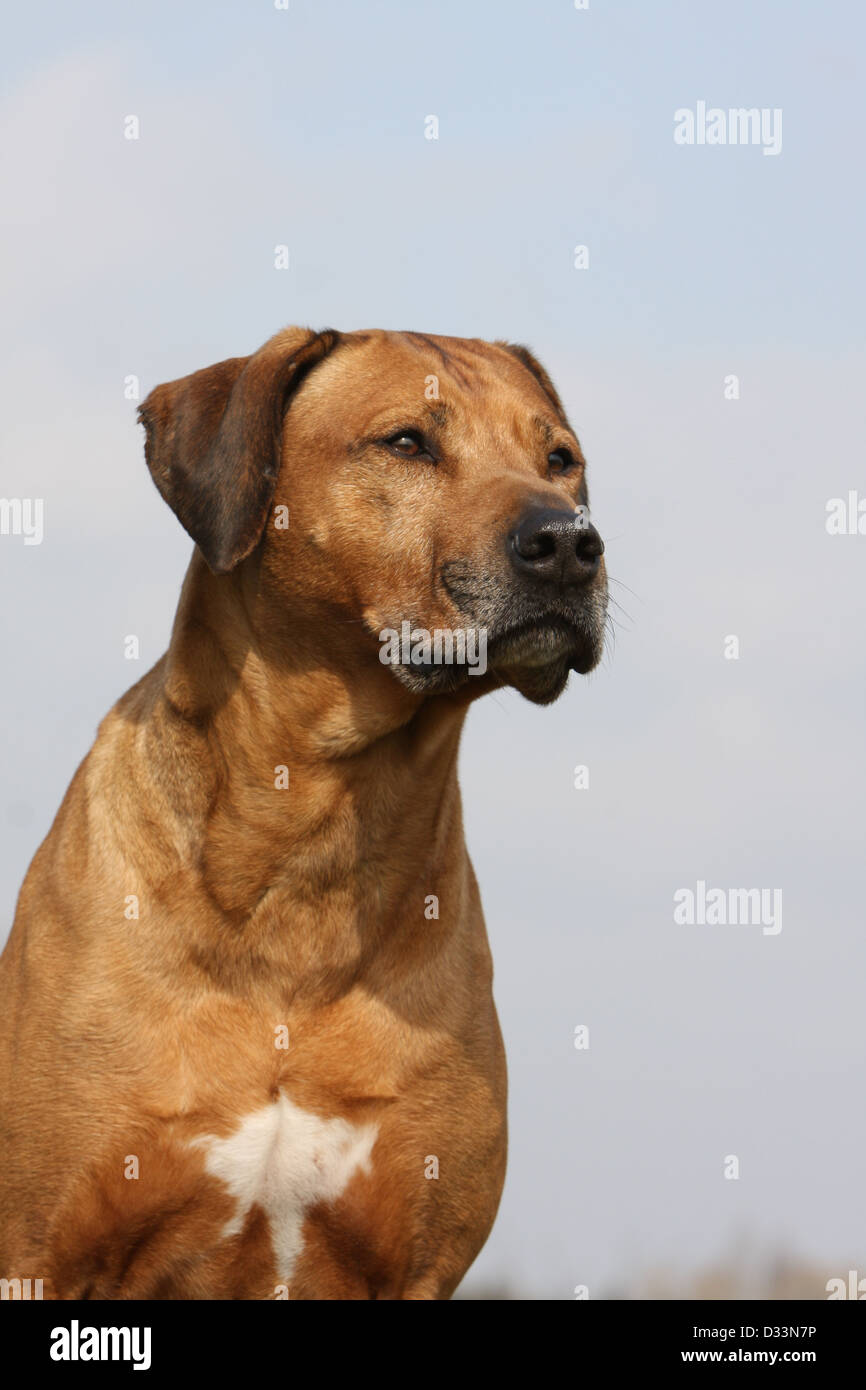 Chien Rhodesian Ridgeback / African Lion Hound portrait adultes Banque D'Images