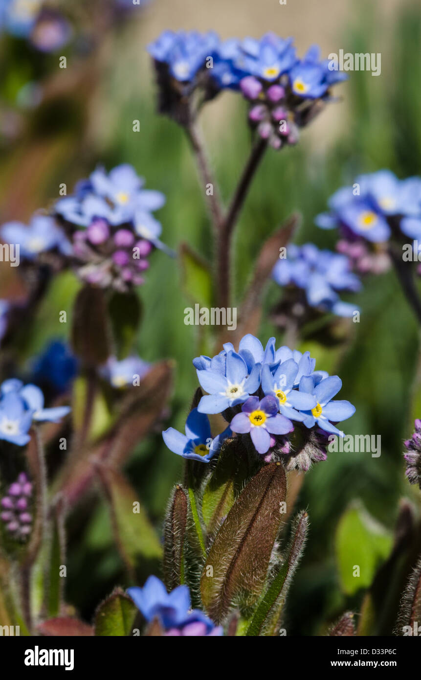Forget-me-not, myosotis Banque D'Images