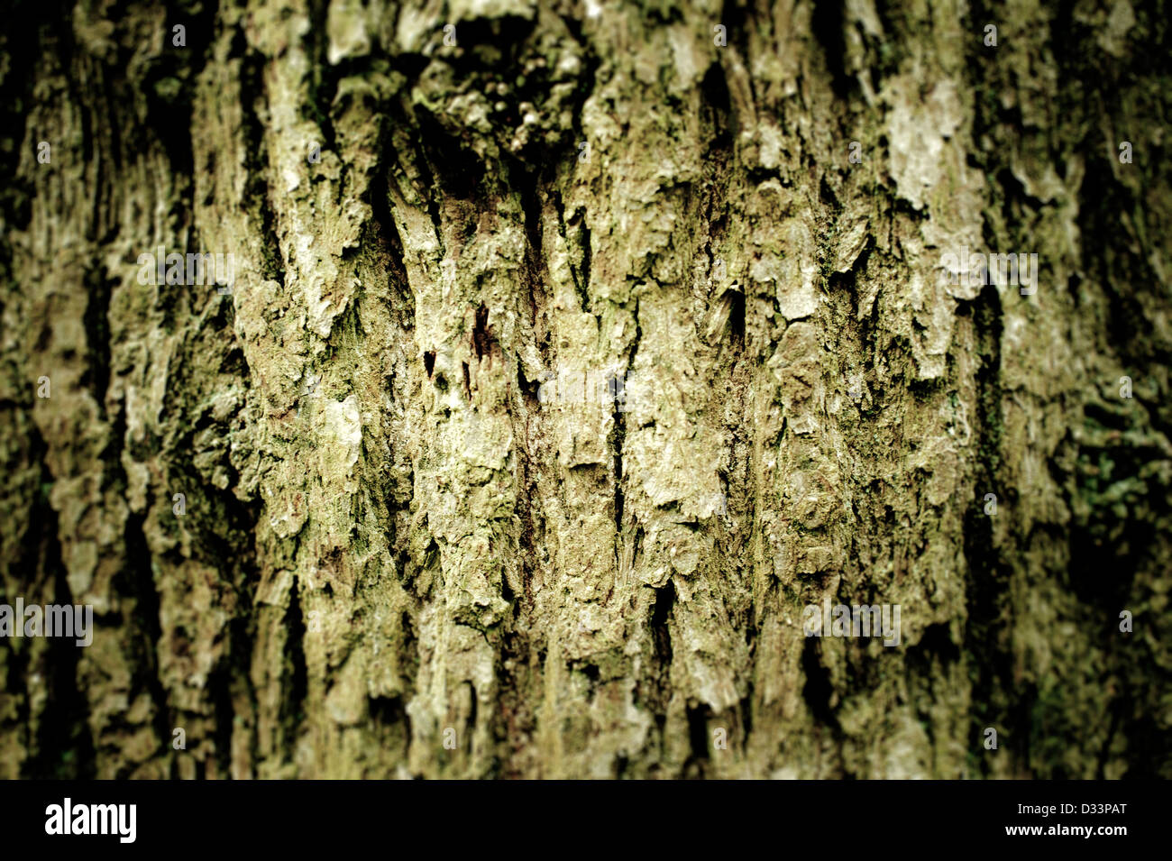 Close up de l'écorce des arbres naturels nature Banque D'Images