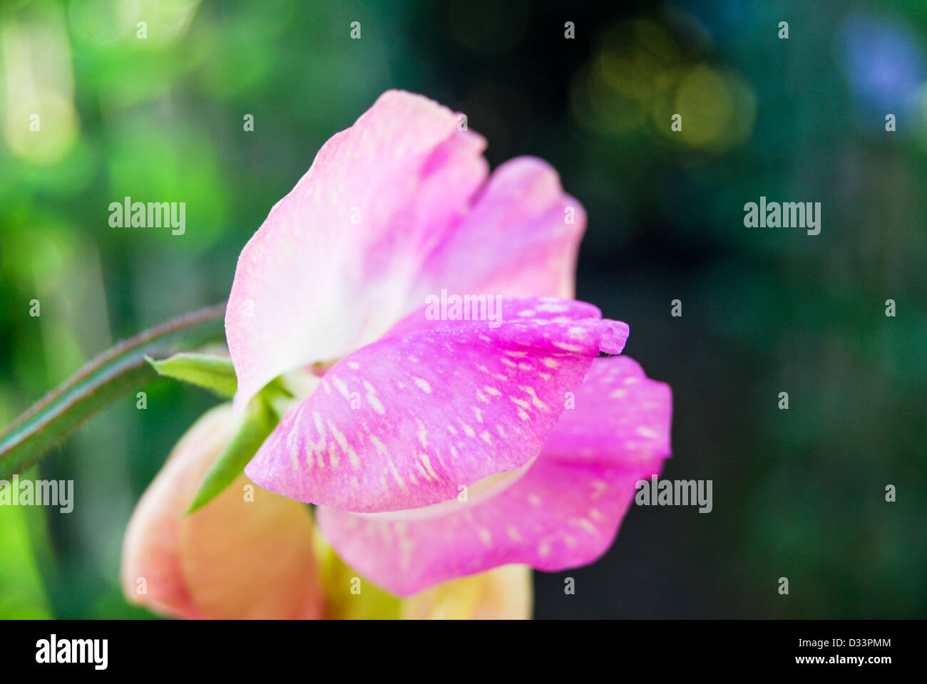 Pois de virus montrant des fleurs Banque D'Images