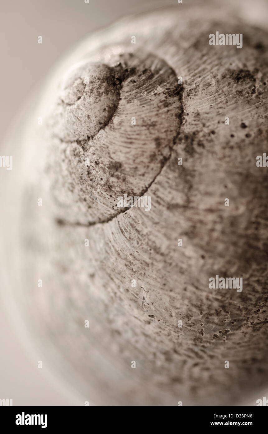 Macro close up profondeur de champ image d'une coquille d'escargot de jardin Banque D'Images