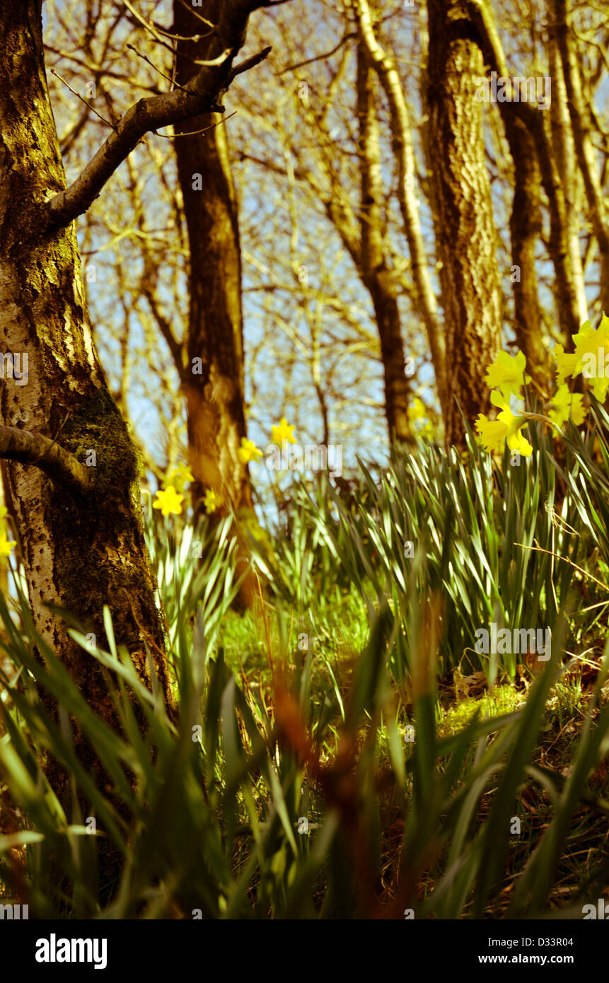 Jaune JONQUILLE Narcissus dans une clairière de bois forestiers arbres forestiers retour éclairé par une faible chaleur du soleil Banque D'Images