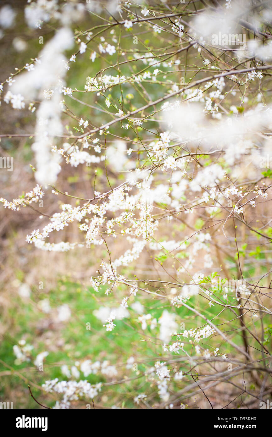 Fleur de printemps sur les branches d'arbres Banque D'Images