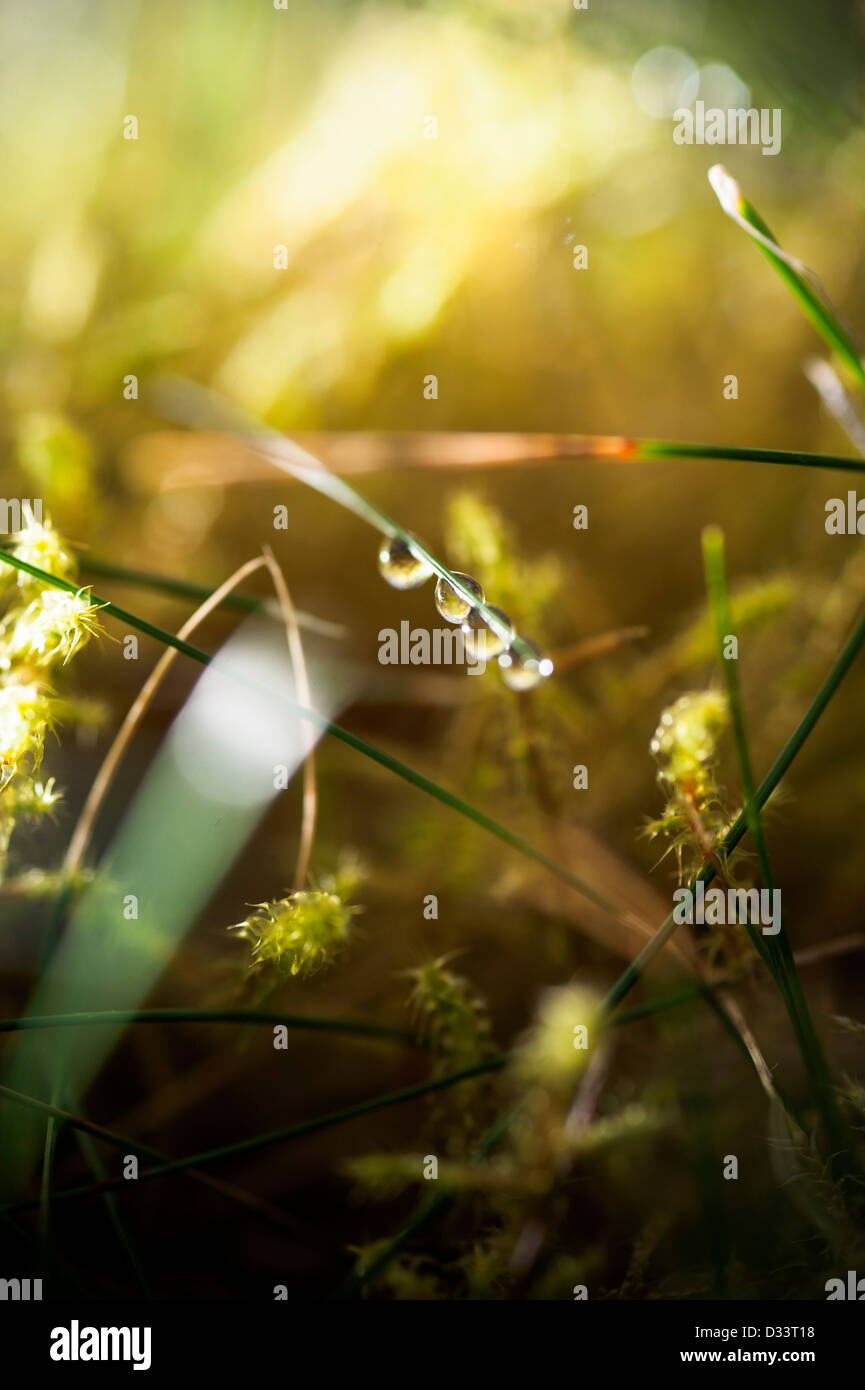 Close up macro photographie de gouttes d'eau gouttes de rosée sur les brins d'herbe et de mousse verte végétation Banque D'Images
