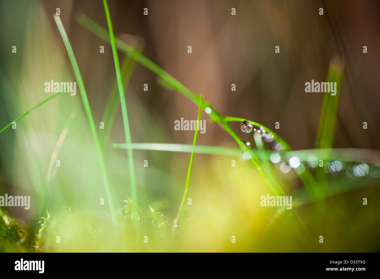 Close up macro photographie de gouttes d'eau gouttes de rosée sur les brins d'herbe et de mousse verte végétation Banque D'Images
