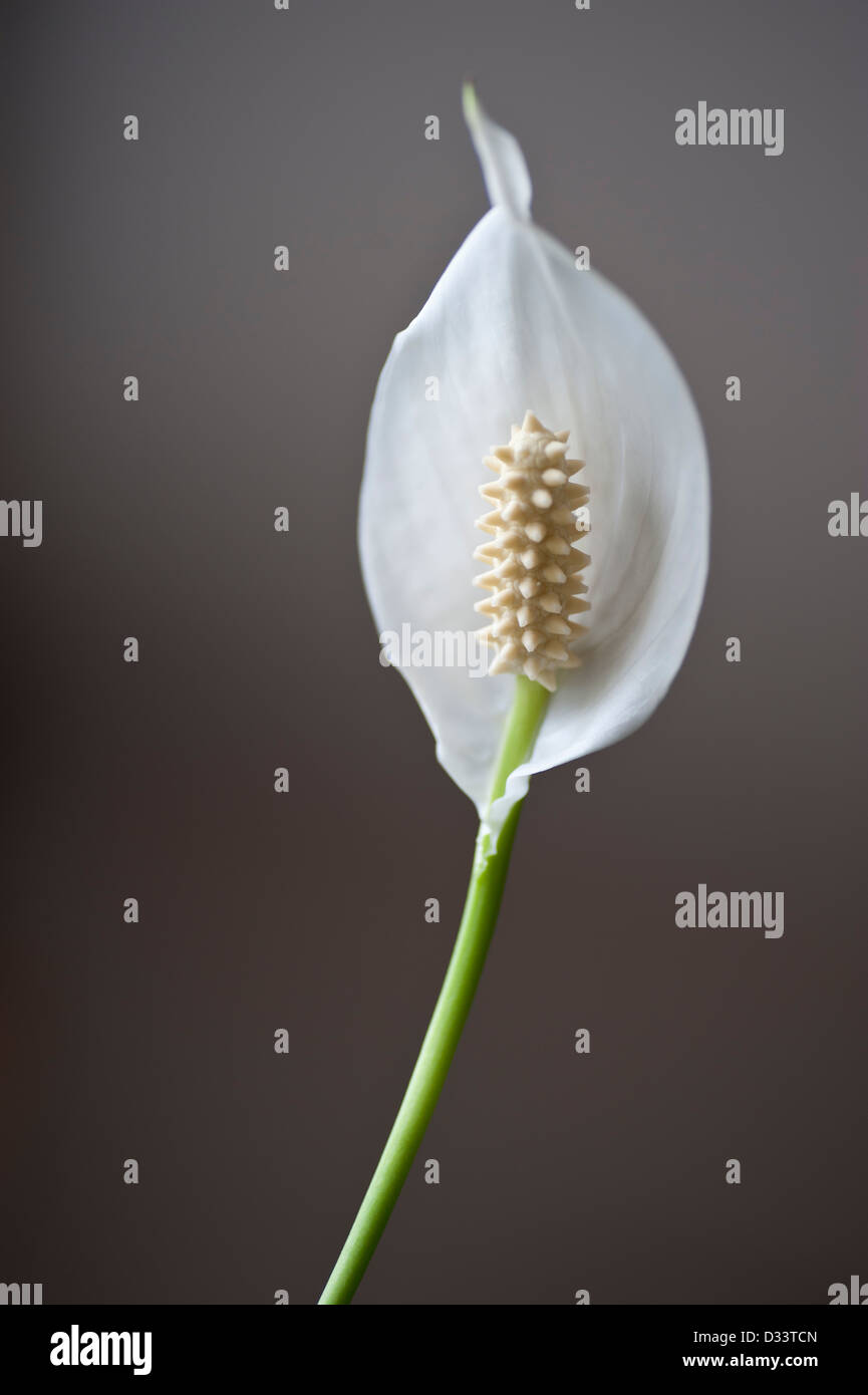 Fleur blanche d'un Spathiphyllum Japonais Lilly La Paix Banque D'Images