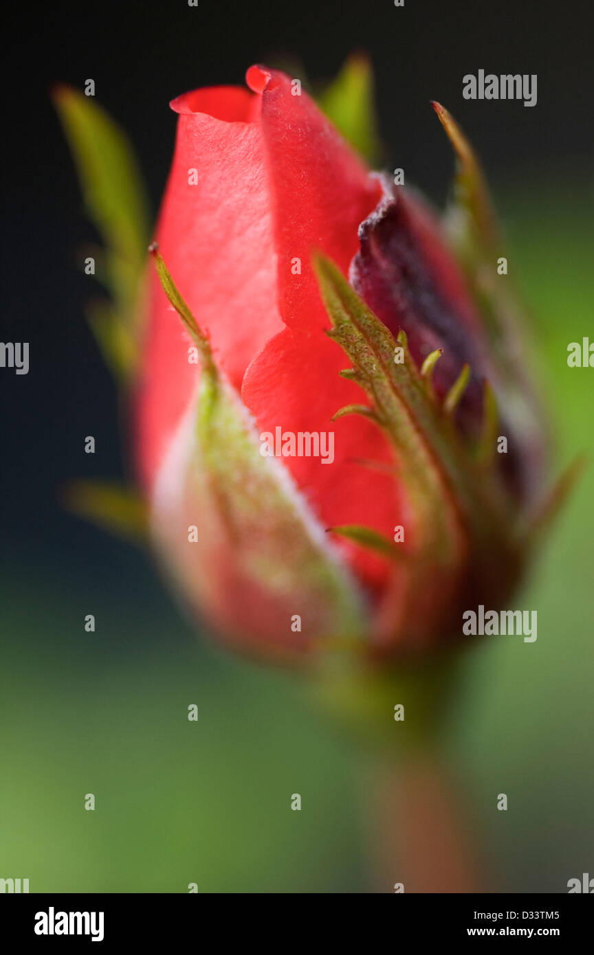Macro close up image d'une rose rouge fleur avec pétales fermé sur un fond vert Banque D'Images