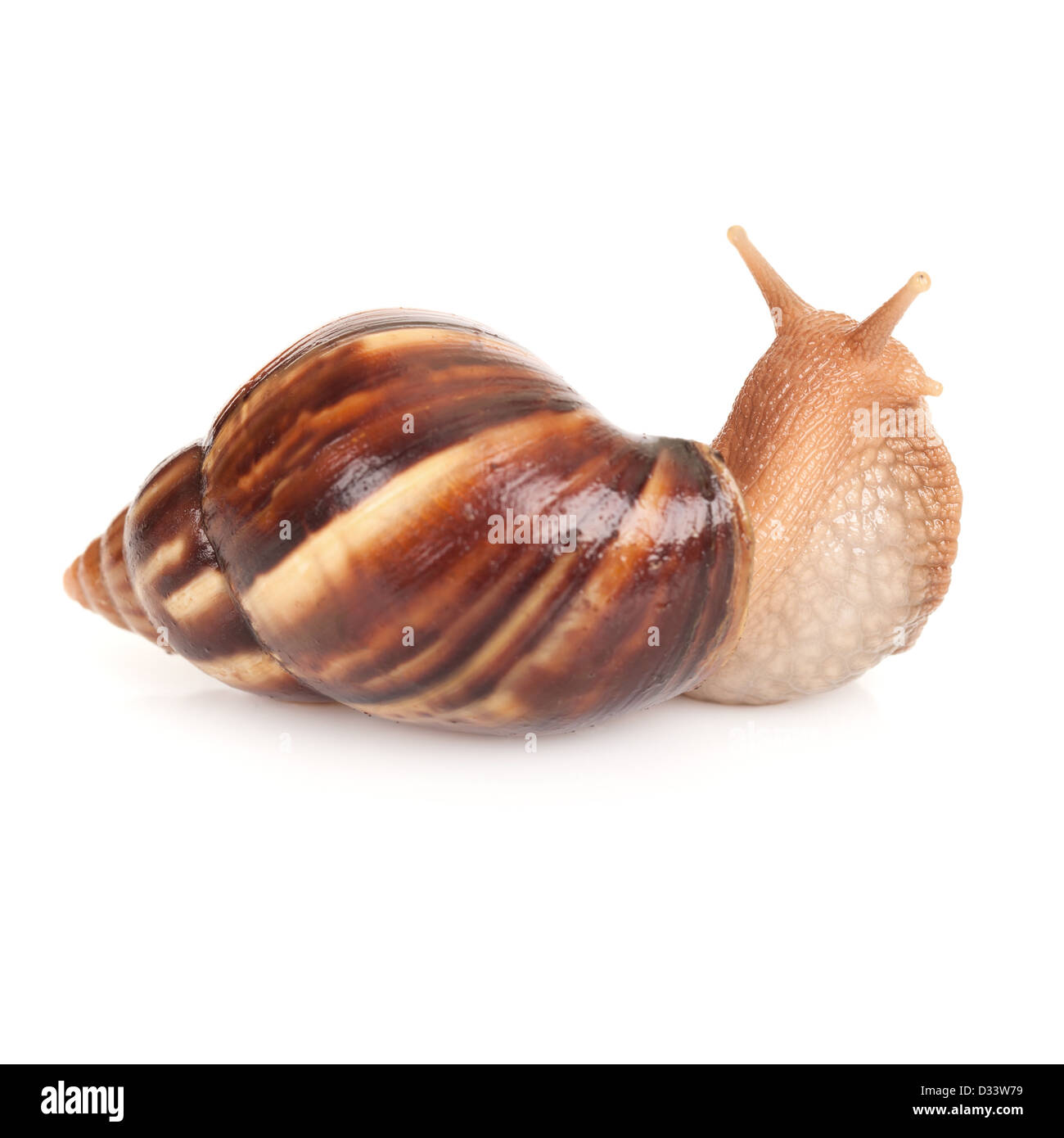 Big brown snail sur fond blanc, macro photo Banque D'Images