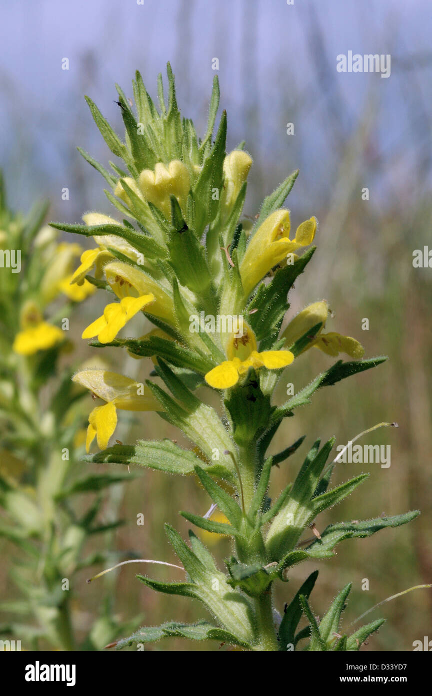 Bartsia jaune / glandweed (Parentucellia viscosa : Scrophulariaceae), Royaume-Uni Banque D'Images