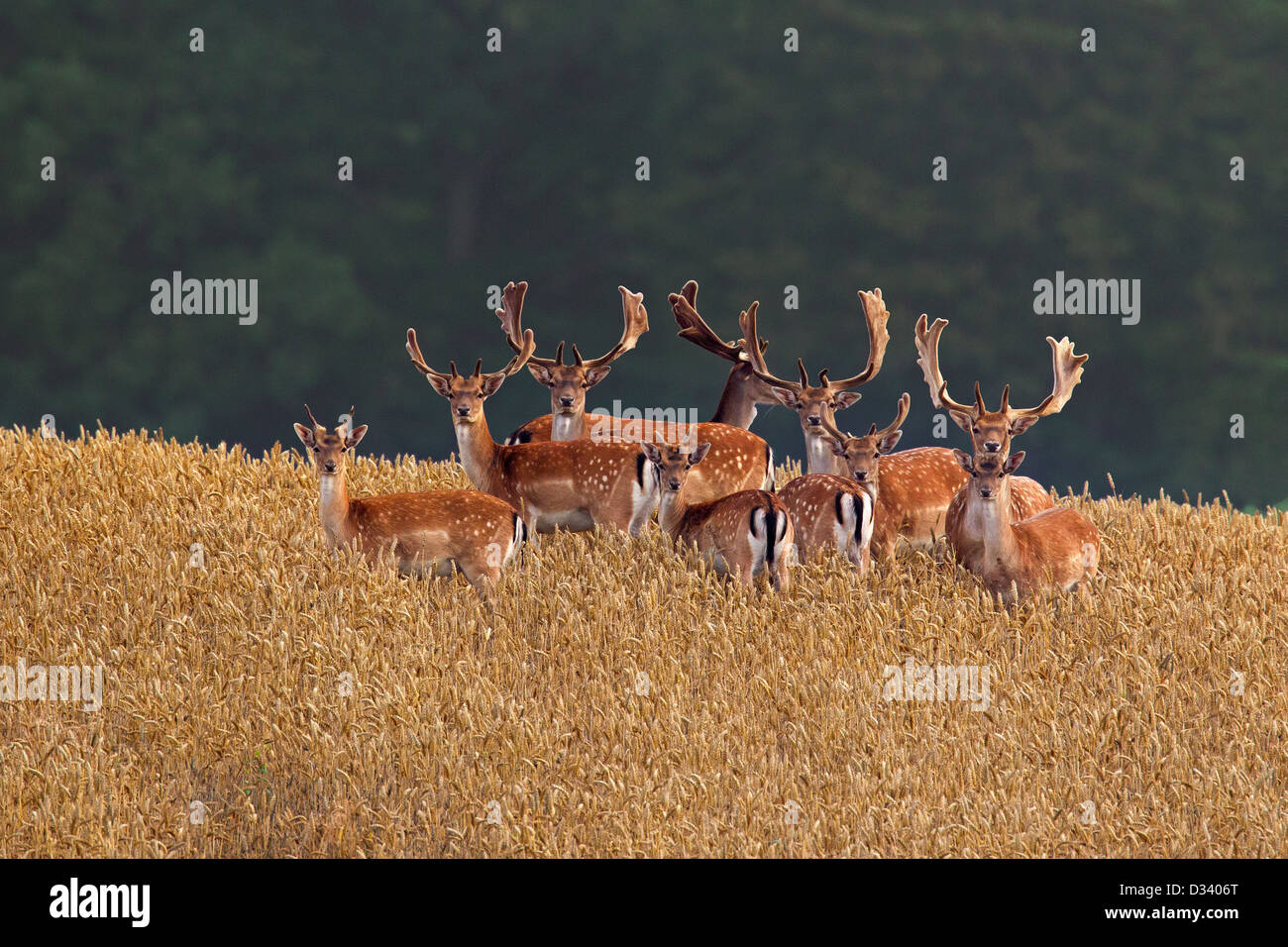 Troupeau de Daims (Dama dama) mâles avec bois recouvert de velours dans champ de blé en été Banque D'Images