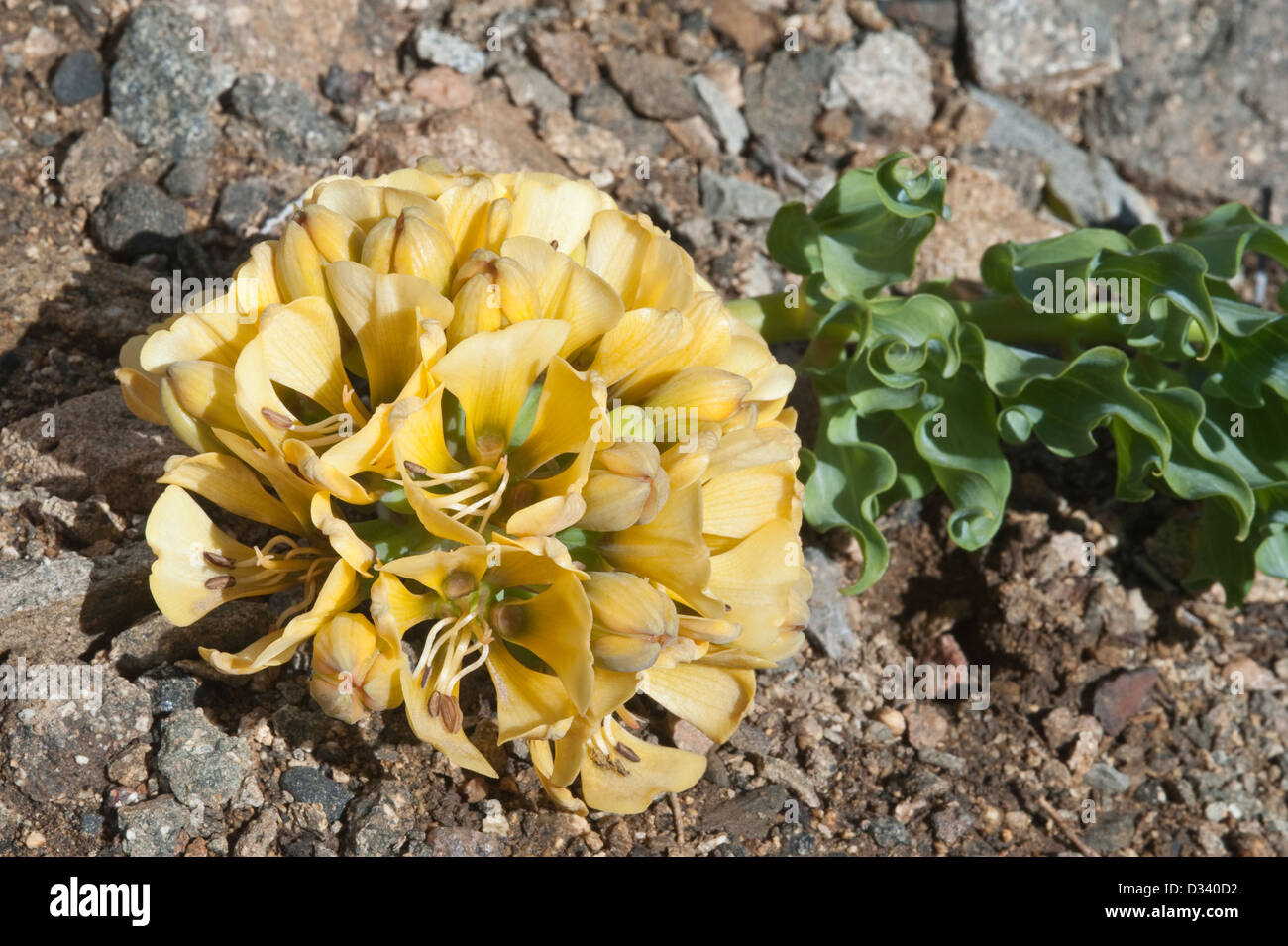 Amaryllidaceae Atacama Photos Amaryllidaceae Atacama