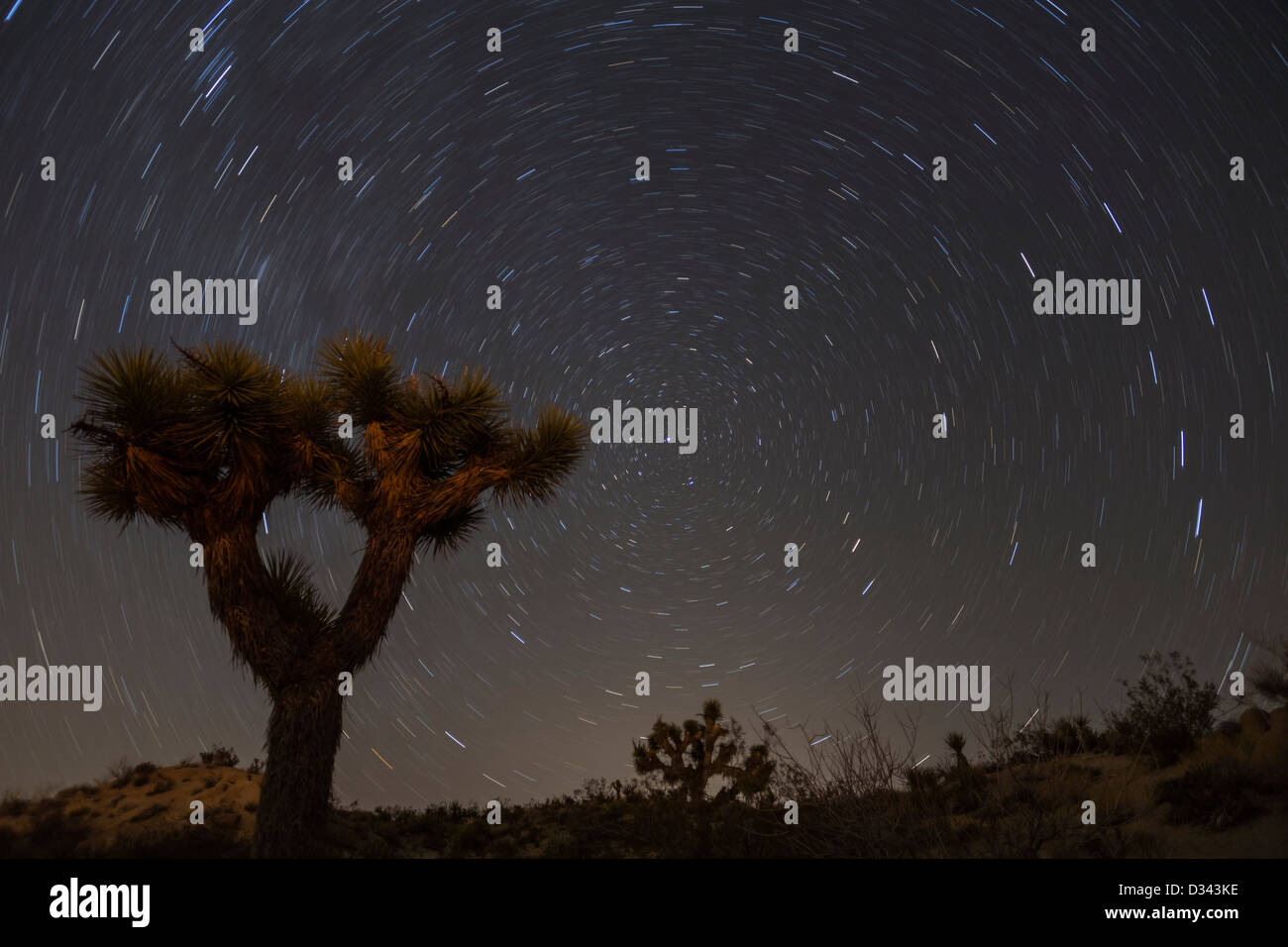 Joshua Tree avec star trails dans le désert de Mojave en Californie. Banque D'Images
