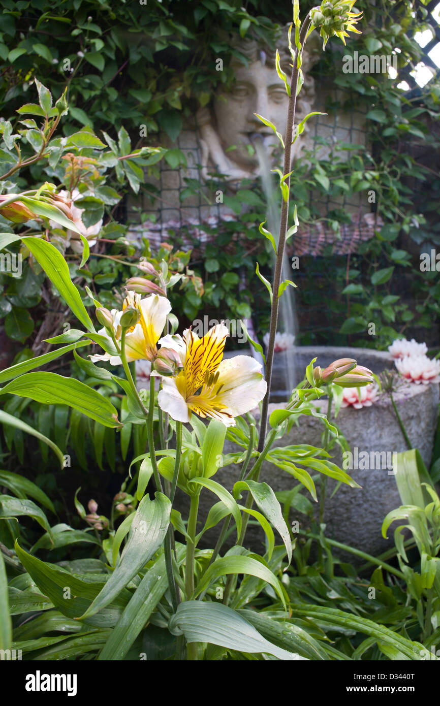 L'Alstroemeria 'Apollo' Lily péruvienne de l'AGA Banque D'Images