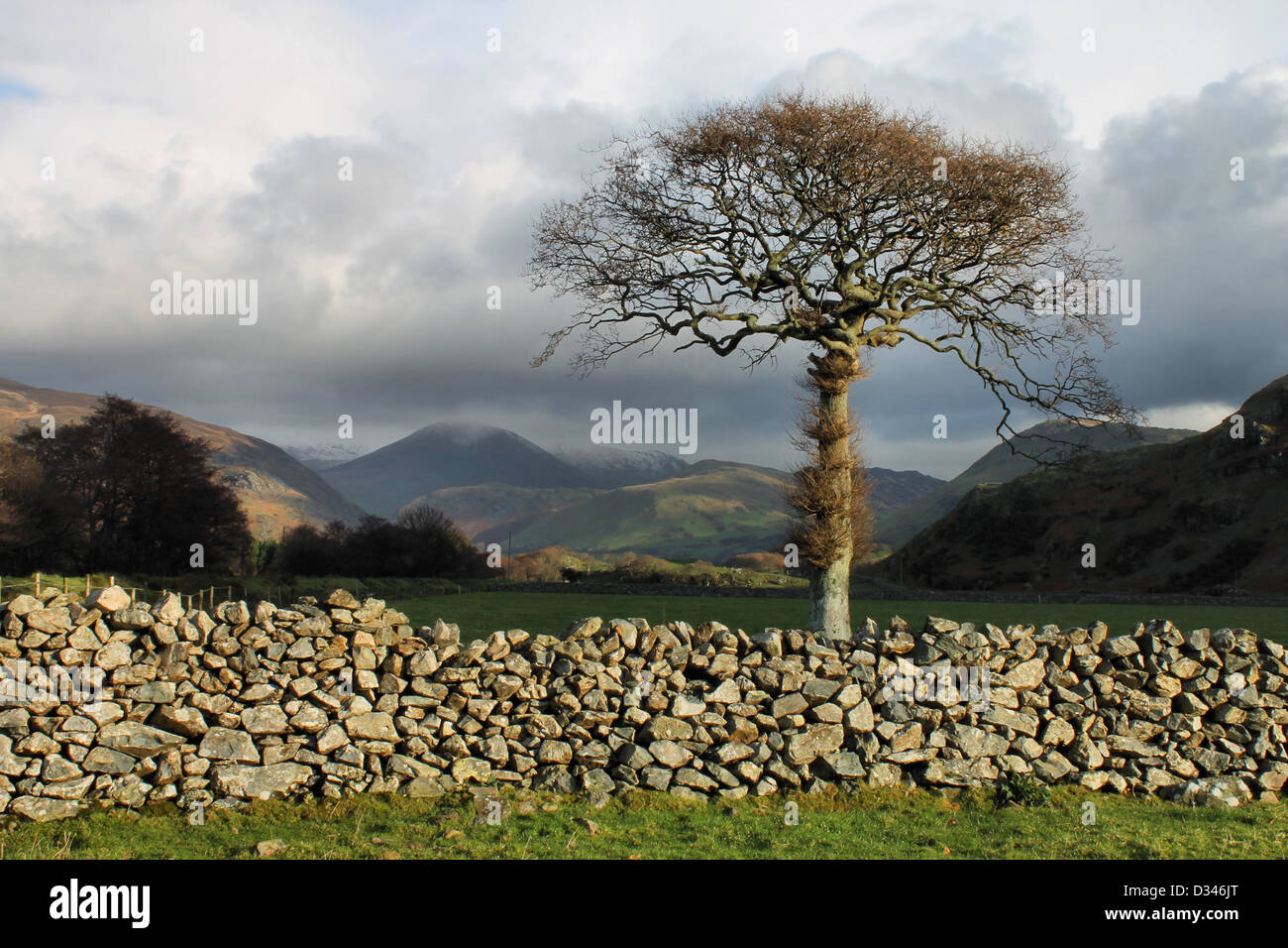 Mur de pierre et l'arbre isolé avec Cadir Idris andsnow sur pic dans la Dysynni valley Banque D'Images