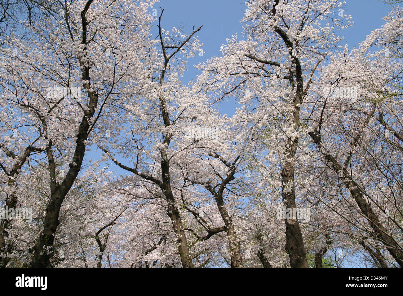 Cerisiers Seoraksan Parc National de la Corée du Sud de Gangwon Banque D'Images