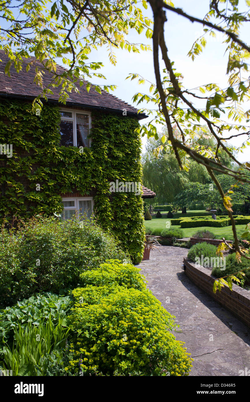 Grumes de mur entre les frontières herbacées. Maison couverte de du Parthenocissus tricuspidata. Banque D'Images