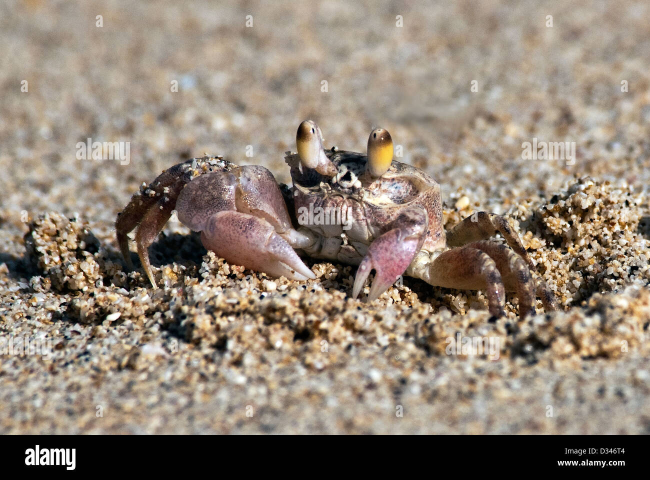 Le crabe fantôme Ocypode pallidula blafard Kaneohe Hawaii USA Banque D'Images