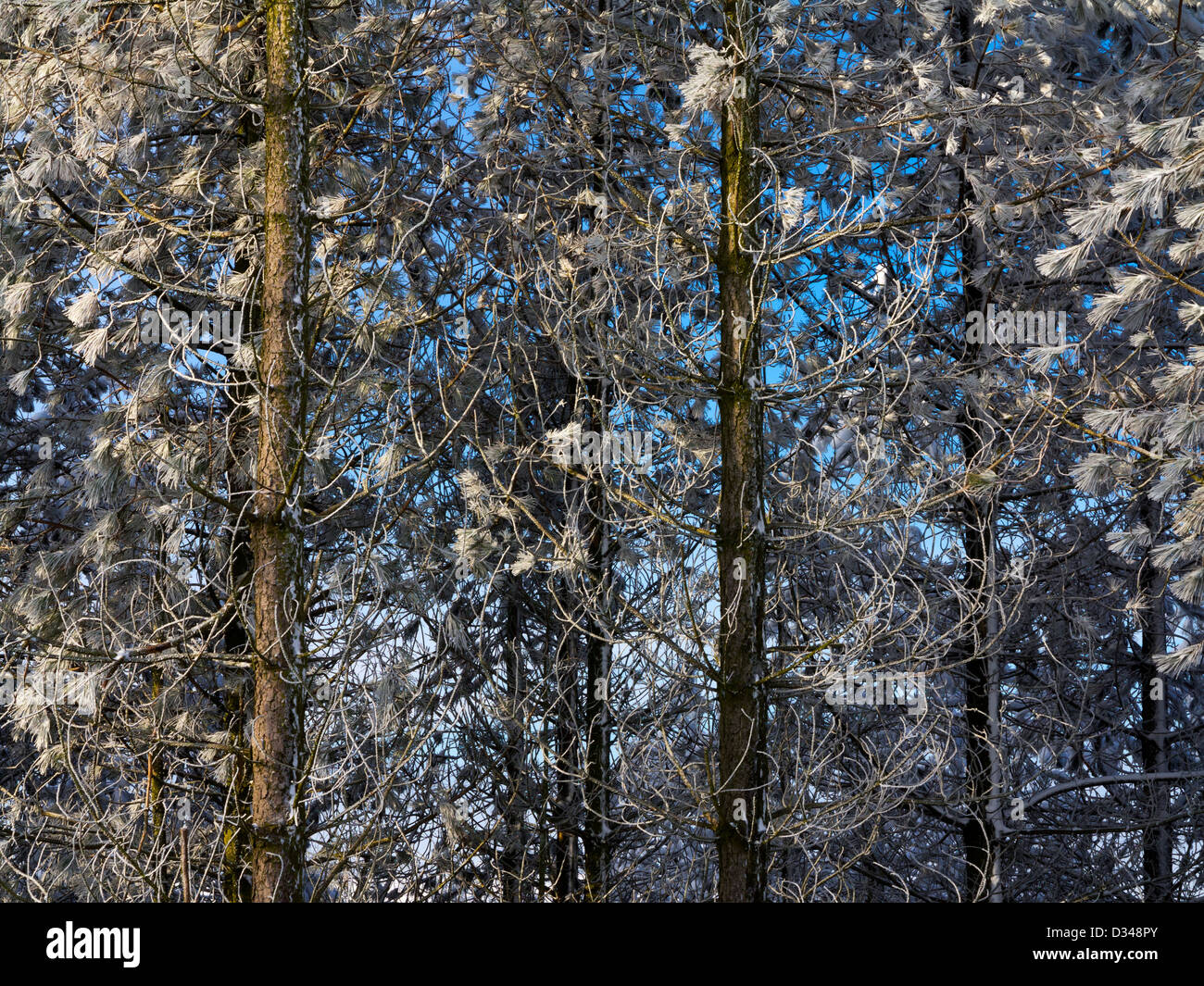 La neige a couvert des pins sur une froide journée d'hiver avec de la glace sur les branches près de Cromford dans le Peak District Derbyshire Dales England UK Banque D'Images