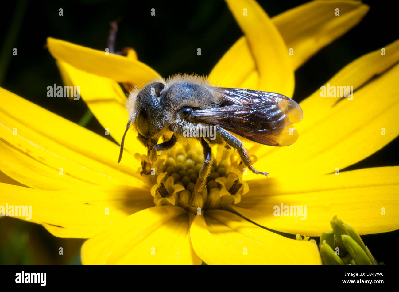 Une abeille maçon rouge sur une fleur jaune de Coreopsis verticillata 'Zagreb' dans un jardin à Exeter, Devon, Royaume-Uni. Banque D'Images