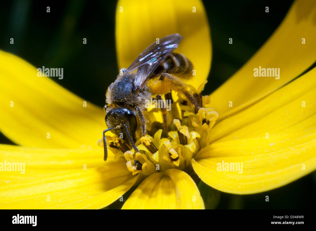 Une abeille maçon rouge sur une fleur jaune de Coreopsis verticillata 'Zagreb' dans un jardin à Exeter, Devon, Royaume-Uni. Banque D'Images