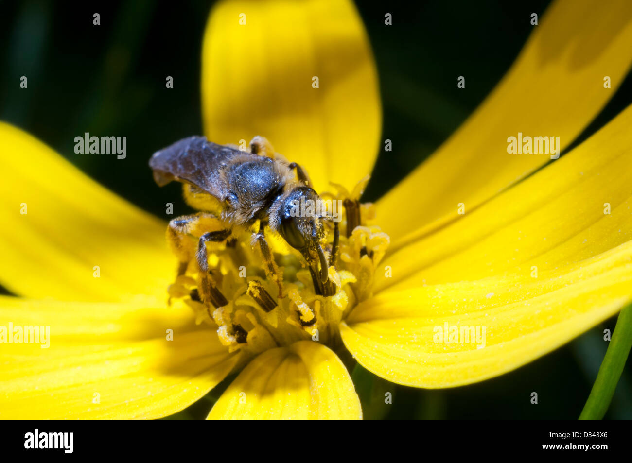 Une abeille maçon rouge sur une fleur jaune de Coreopsis verticillata 'Zagreb' dans un jardin à Exeter, Devon, Royaume-Uni. Banque D'Images