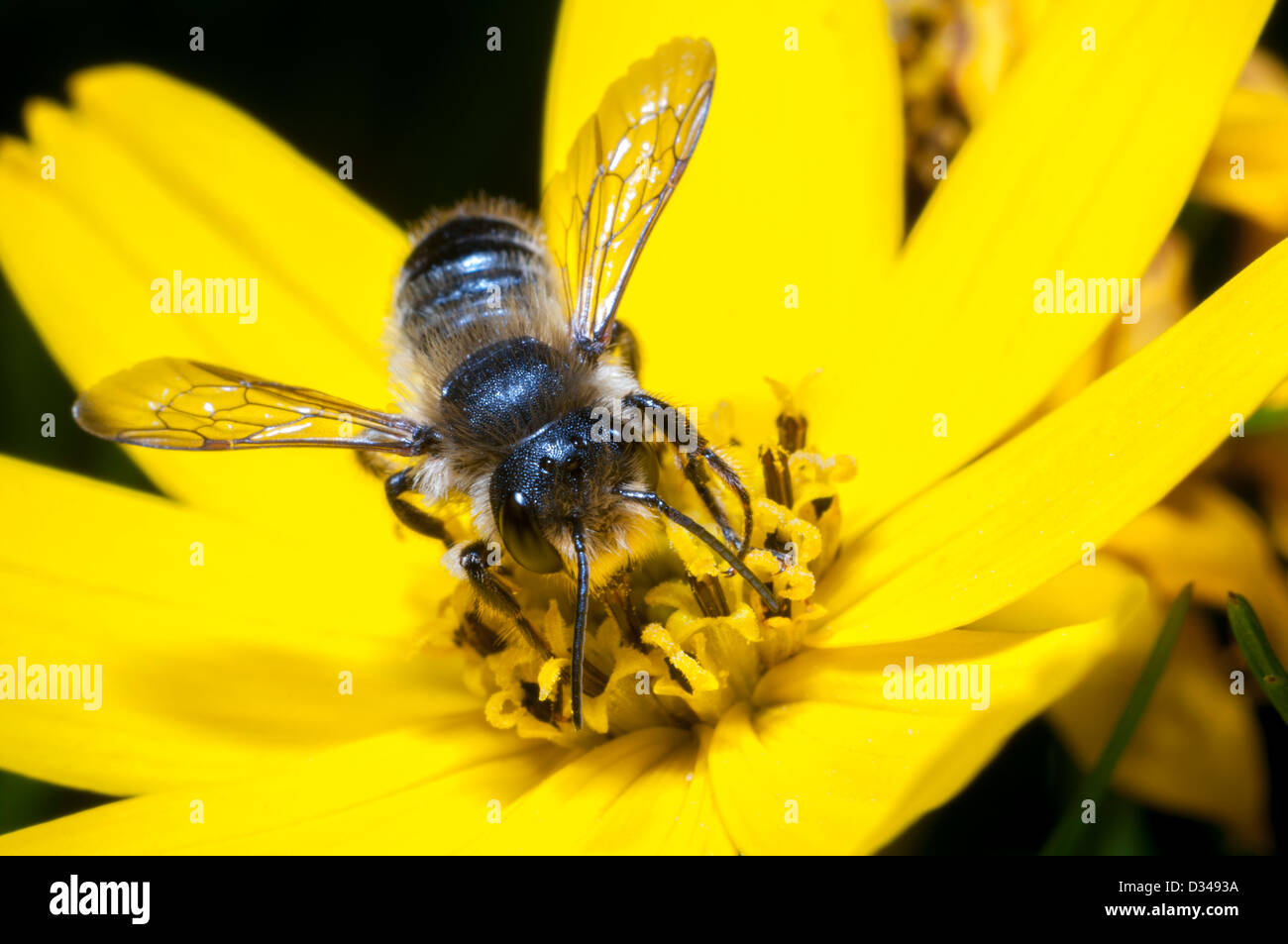 Une abeille maçon rouge sur une fleur jaune de Coreopsis verticillata 'Zagreb' dans un jardin à Exeter, Devon, Royaume-Uni. Banque D'Images