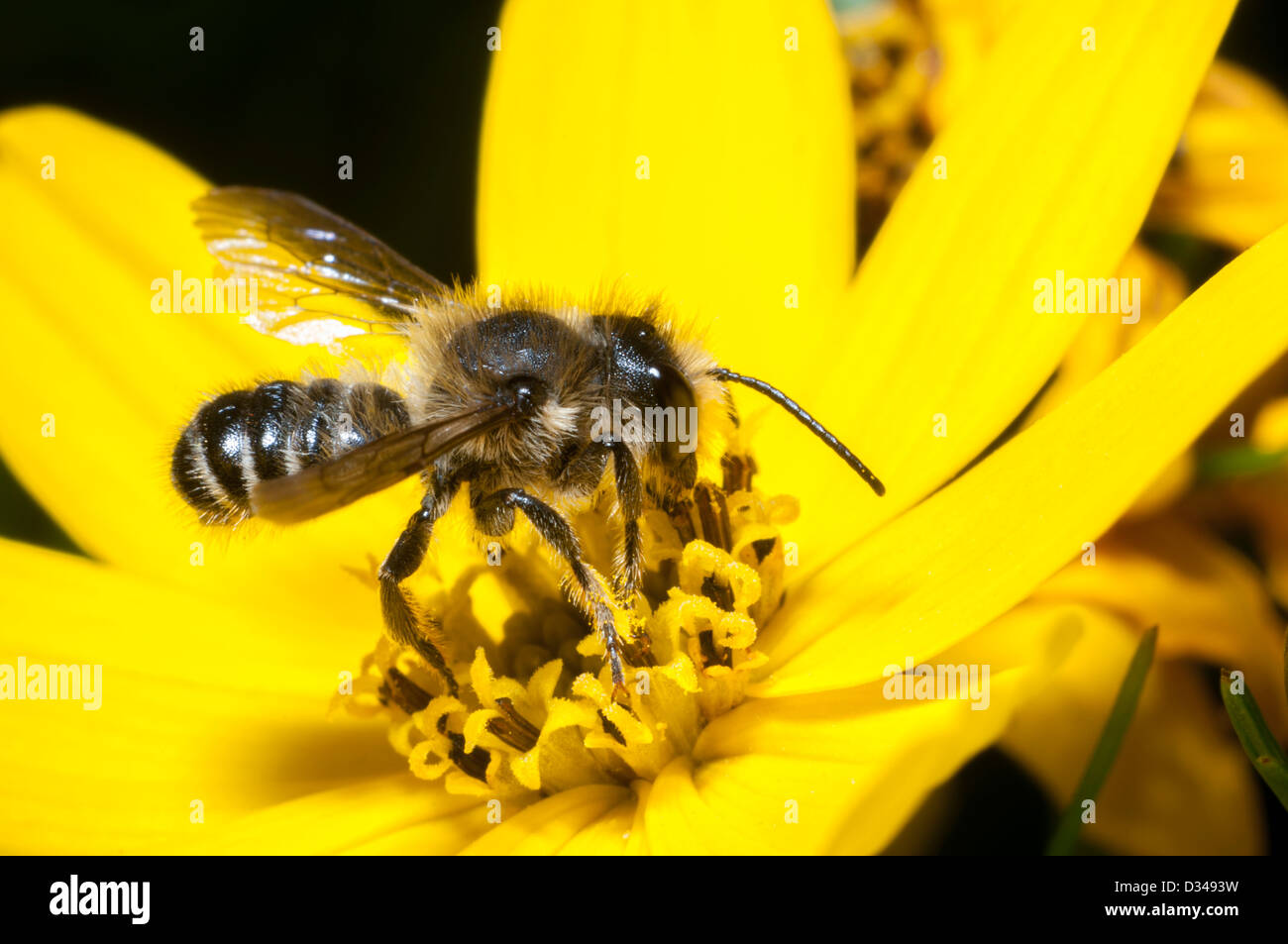 Une abeille maçon rouge sur une fleur jaune de Coreopsis verticillata 'Zagreb' dans un jardin à Exeter, Devon, Royaume-Uni. Banque D'Images