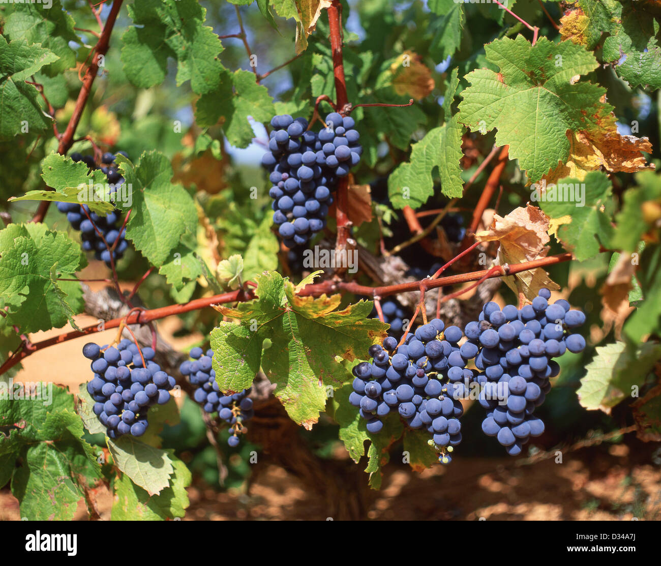 Les raisins rouges sur des vignes, Cala San Vincente, Ibiza, Baléares, Espagne Banque D'Images