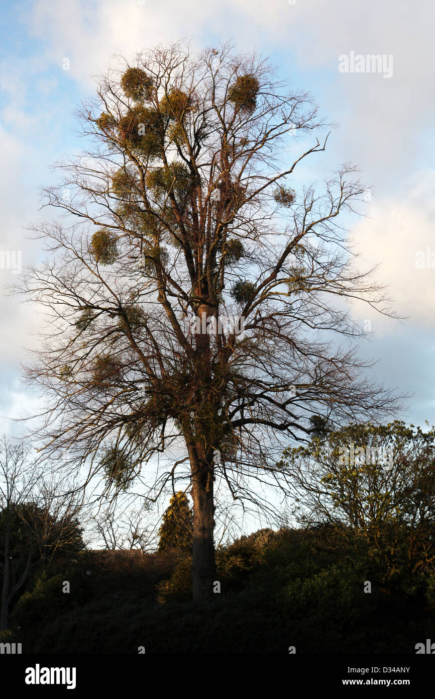 Le gui à Oak Tree à l'Pittville Pump room jardins d'agrément Cheltenham GLOUCESTERSHIRE Angleterre Banque D'Images
