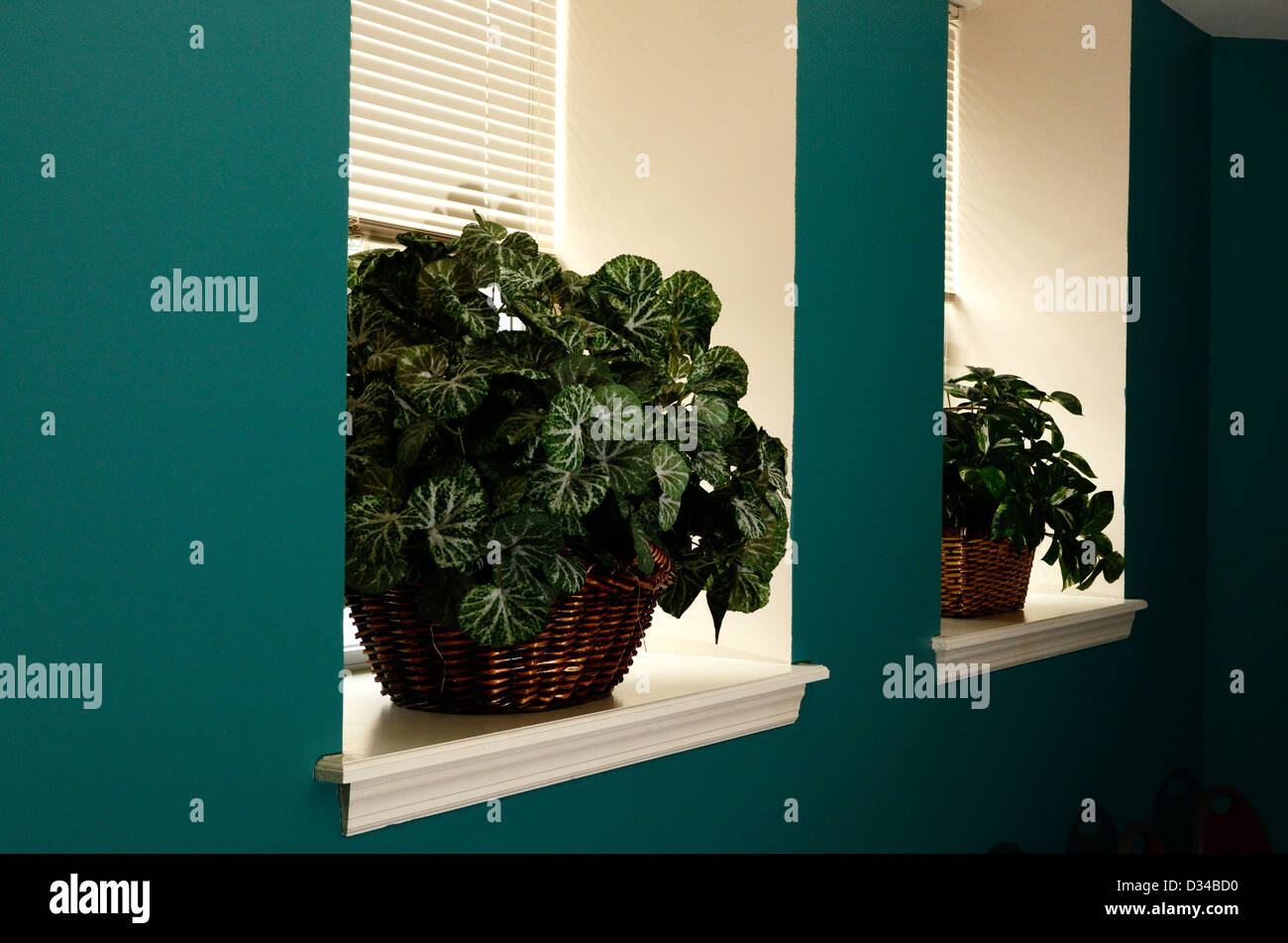 Plantes sur large rebord de fenêtre. Banque D'Images