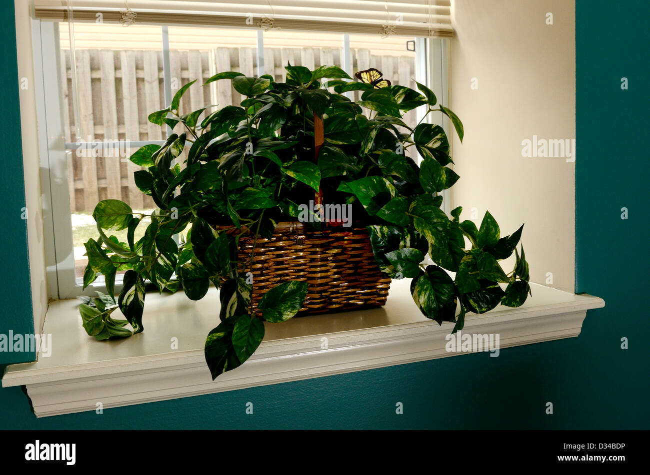 Plantes sur large rebord de fenêtre. Banque D'Images