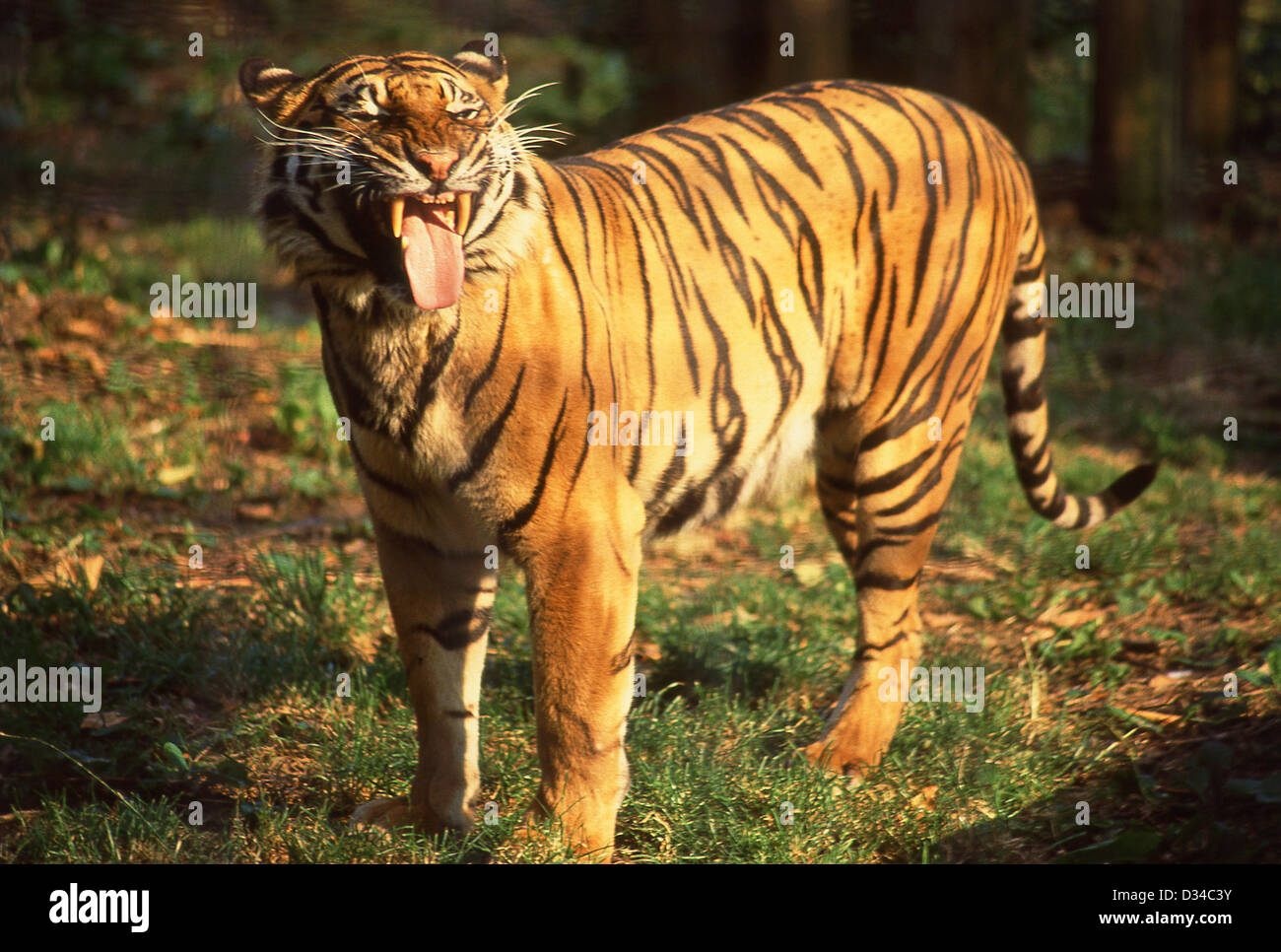 Tigre du Bengale dans le Zoo de Londres, Regents Park, London, Greater London, City of westminster, Angleterre, Royaume-Uni Banque D'Images