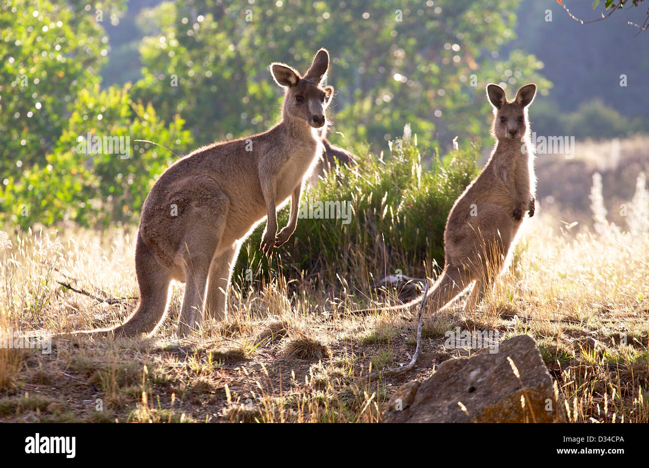 L'alimentation trois kangourous au lever du soleil Banque D'Images