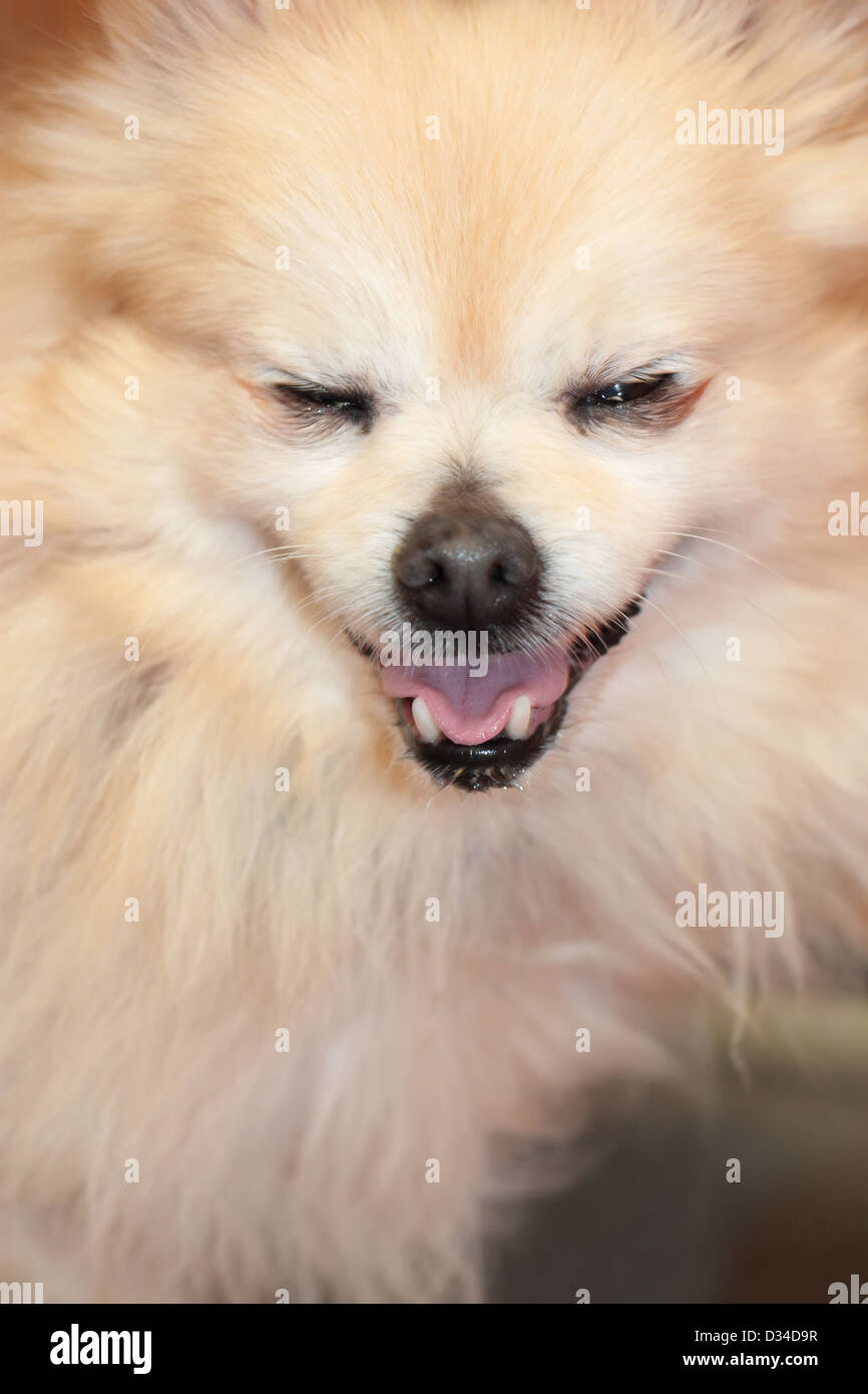 Super Mignon Visage Expression d'un chien abandonné au Centre d'animaux locaux Banque D'Images