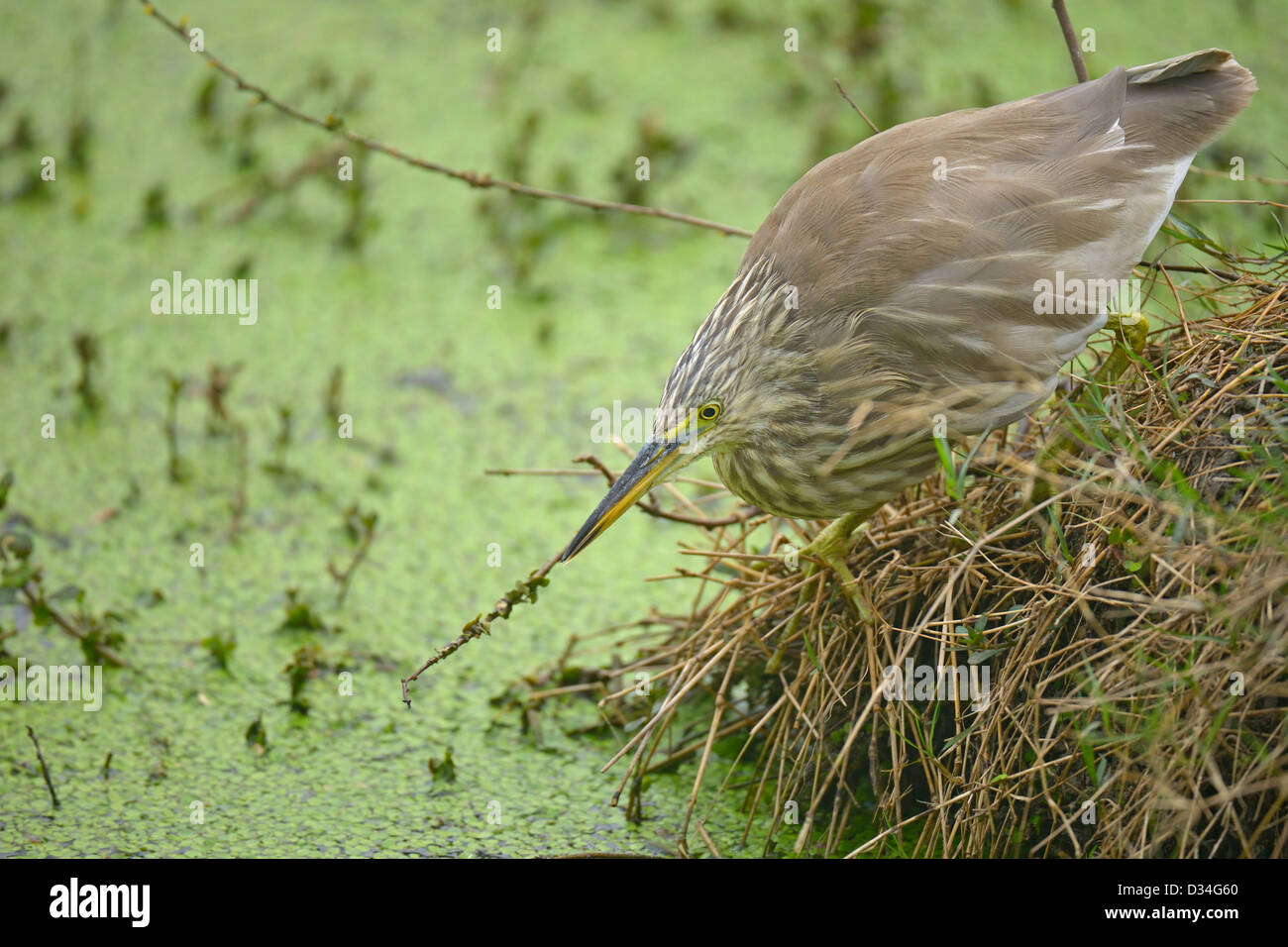 Paddybird ou Heron Indian Pond (Ardeola grayii) alerte pour pêcher dans un lac à Bharatpur Bird Sanctuary. Banque D'Images