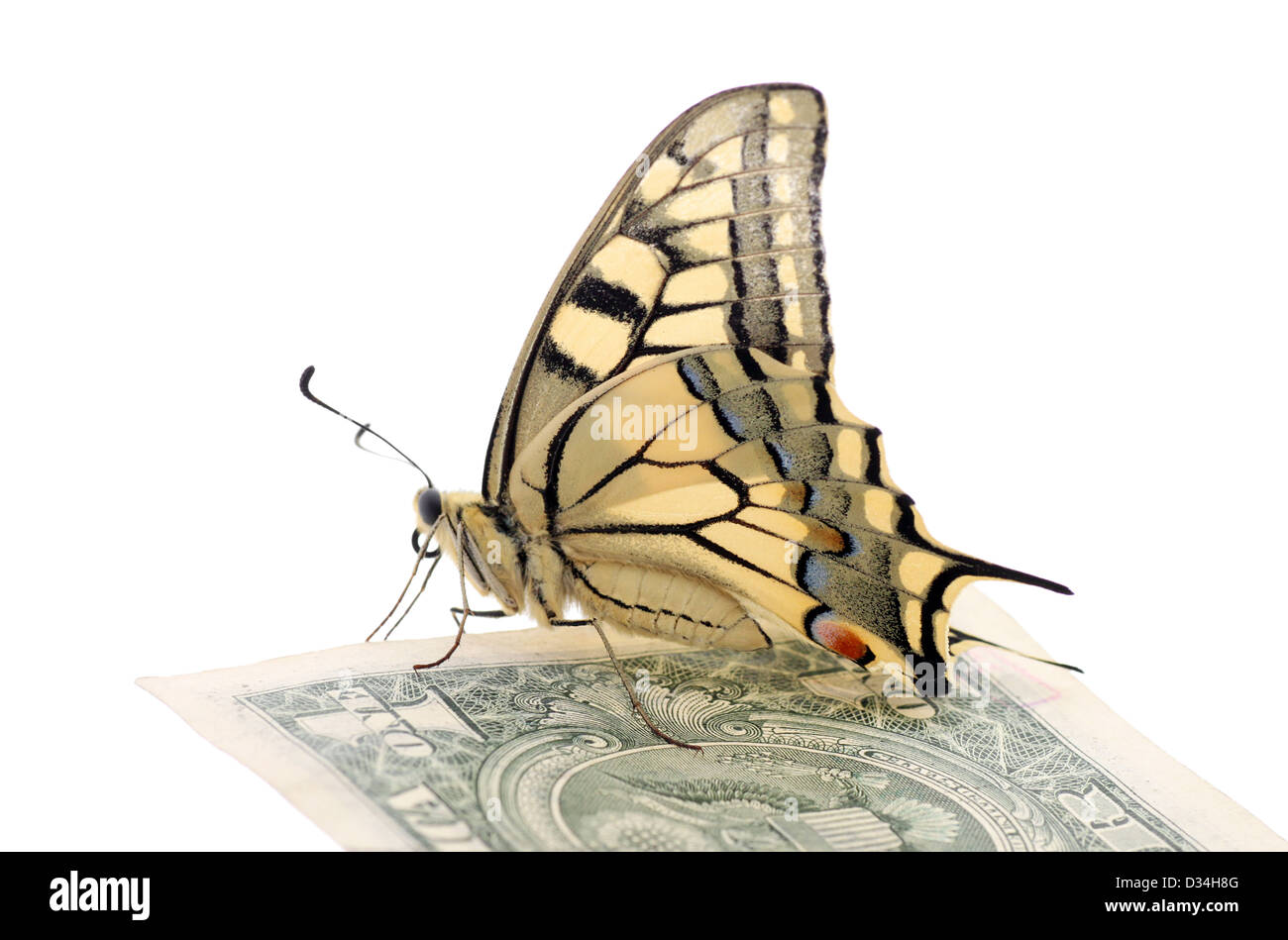 Papilio Machaon papillon sur un billet de dollar sur fond blanc Banque D'Images