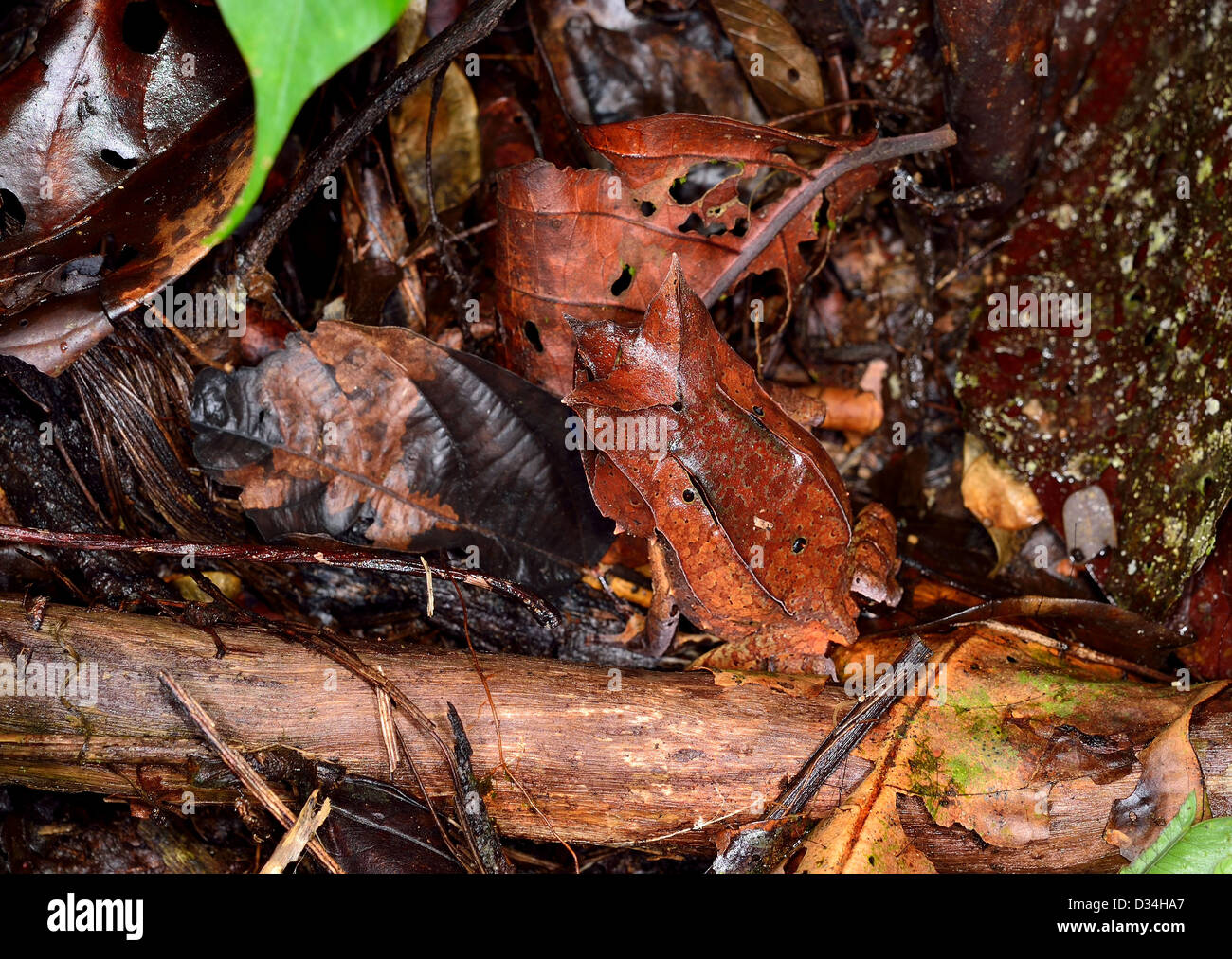 Un parfaitement camouflé Bornéo Grenouille cornue (Megophrys nasuta). Parc National de Kinabalu, Sabah, Bornéo, Malaisie. Banque D'Images