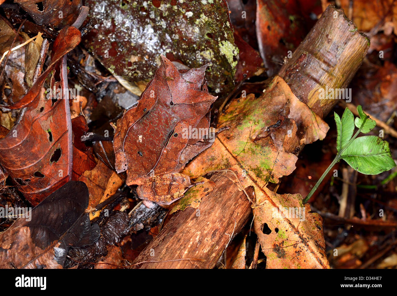 Un parfaitement camouflé Bornéo Grenouille cornue (Megophrys nasuta). Parc National de Kinabalu, Sabah, Bornéo, Malaisie. Banque D'Images