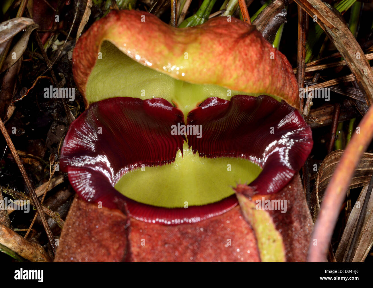 La sarracénie pourpre (Nepenthes rajah ) dans la nature. Parc National de Kinabalu, Sabah, Bornéo, Malaisie. Banque D'Images