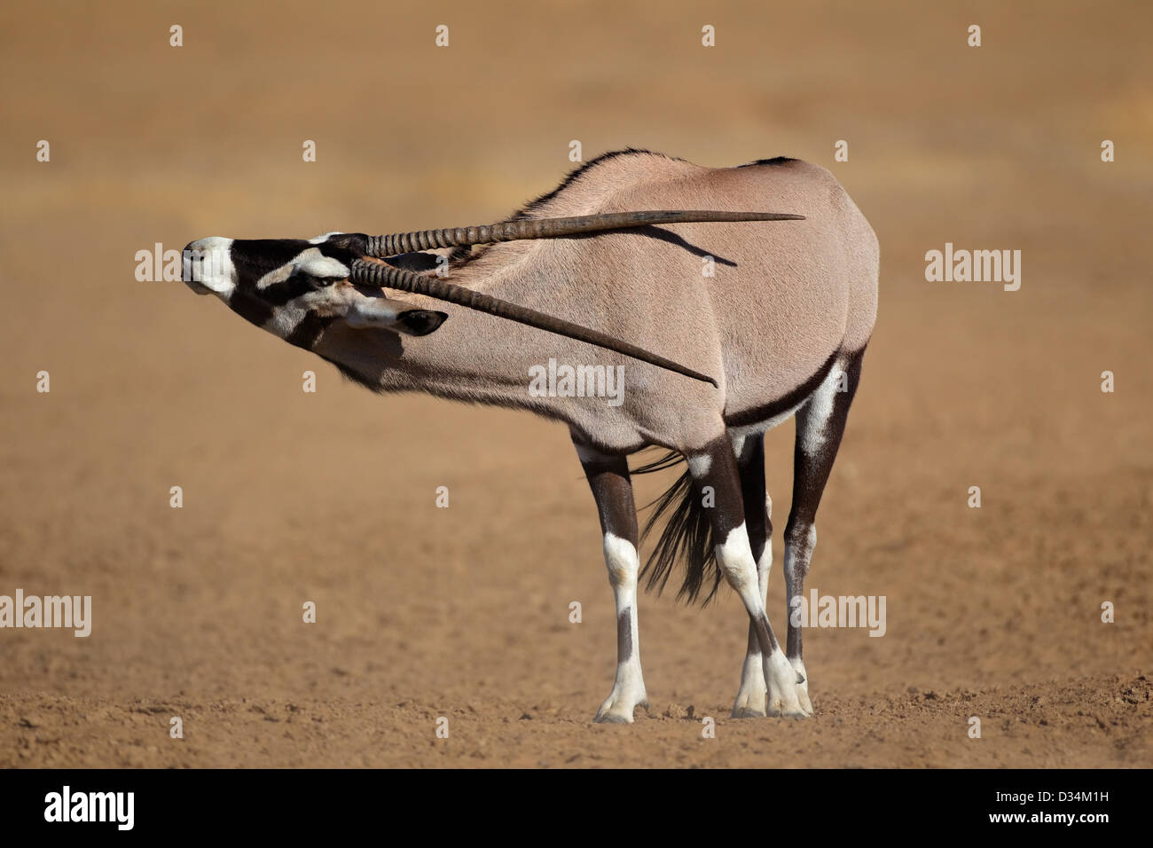 Antilope gemsbok (Oryx gazella), désert du Kalahari, Afrique du Sud Banque D'Images