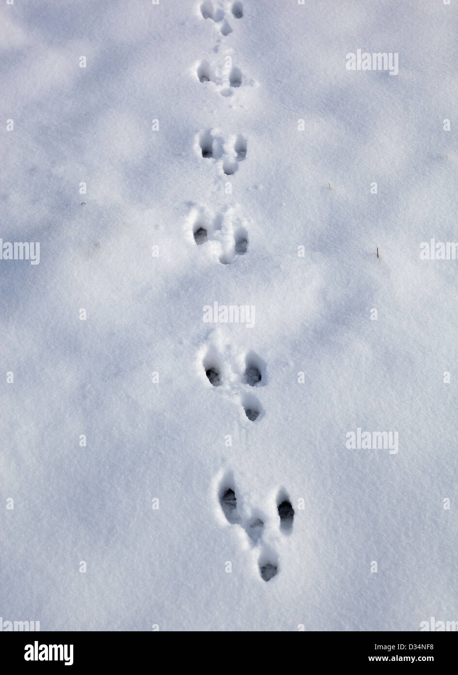 Animal (lièvre ou lapin) traces de pas dans la neige Banque D'Images