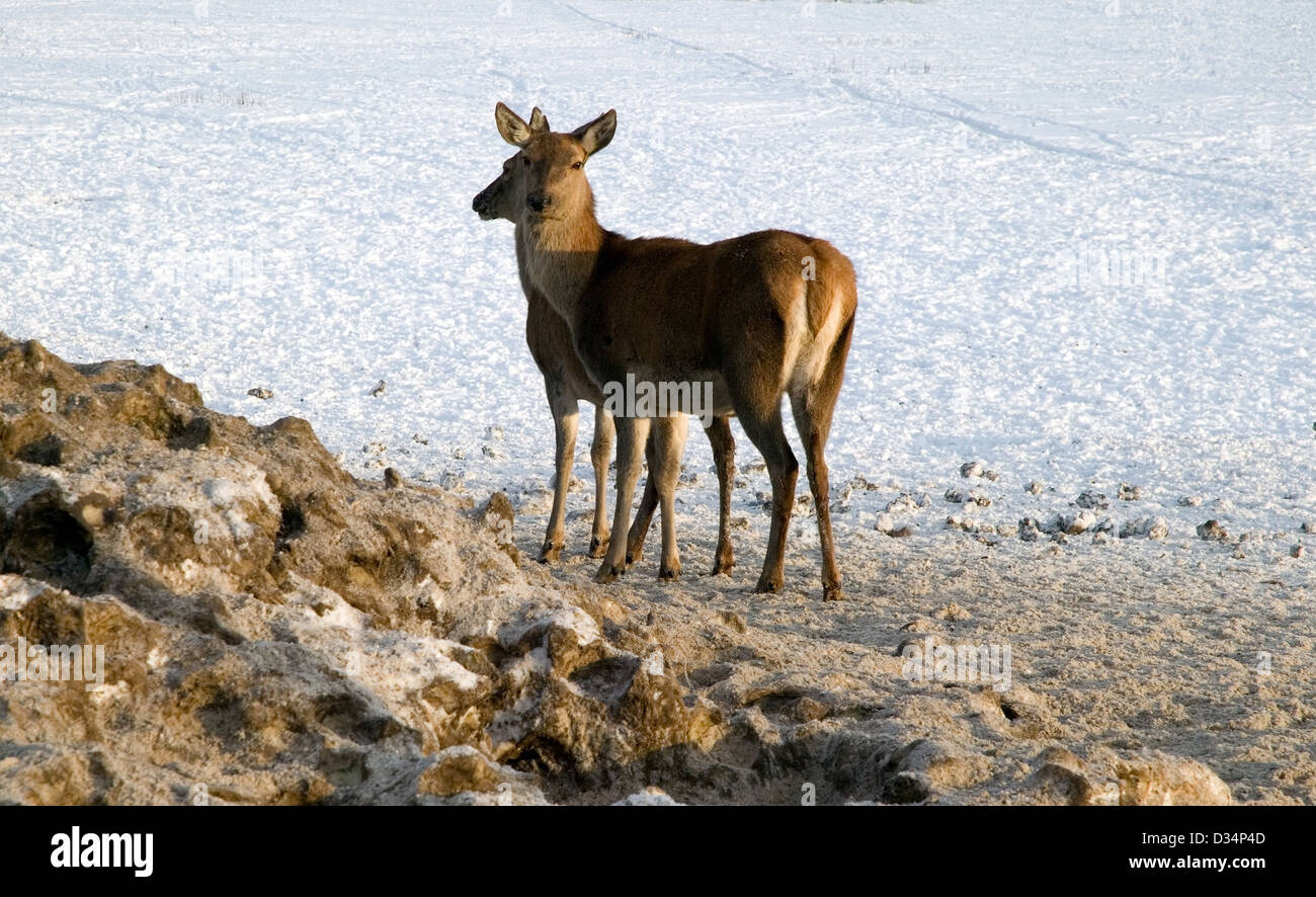 Un brun cerf dans les champs en hiver Banque D'Images