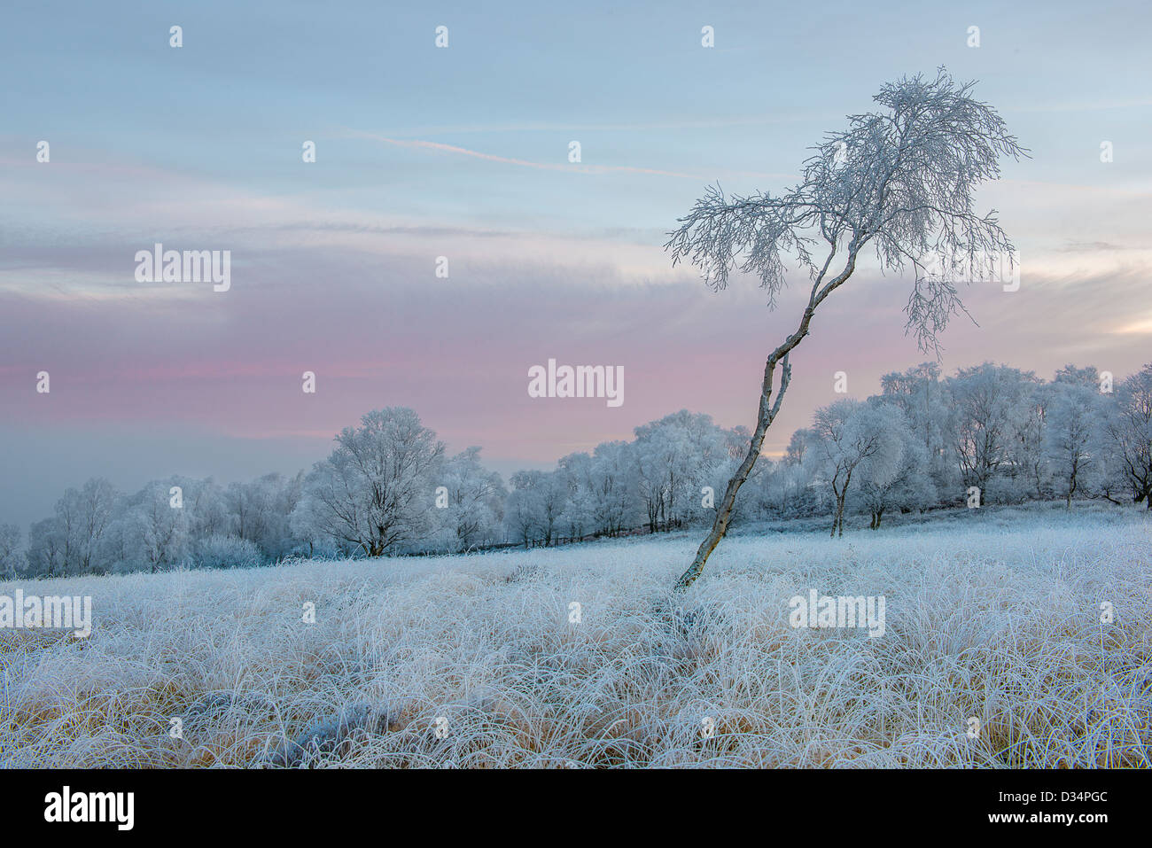 Les bouleaux en givre Gardom's Edge Derbyshire Peak District Banque D'Images