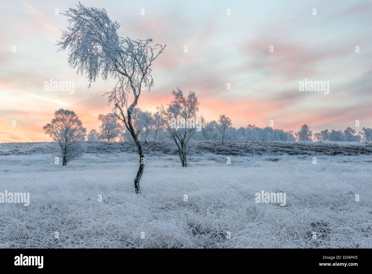 Les bouleaux en givre Gardom's Edge Derbyshire Peak District Banque D'Images