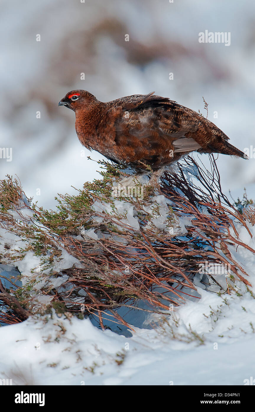 Lagopède des saules dans la neige Derbyshire Peak District Banque D'Images