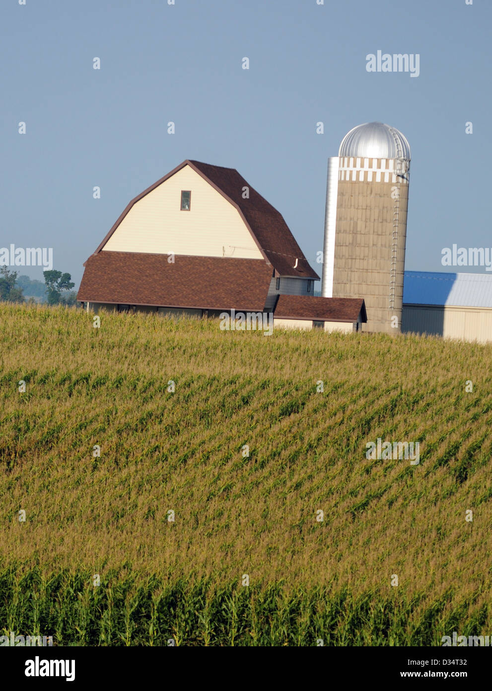 Les tiges de maïs sur une ferme avec grange et silo en région rurale Banque D'Images