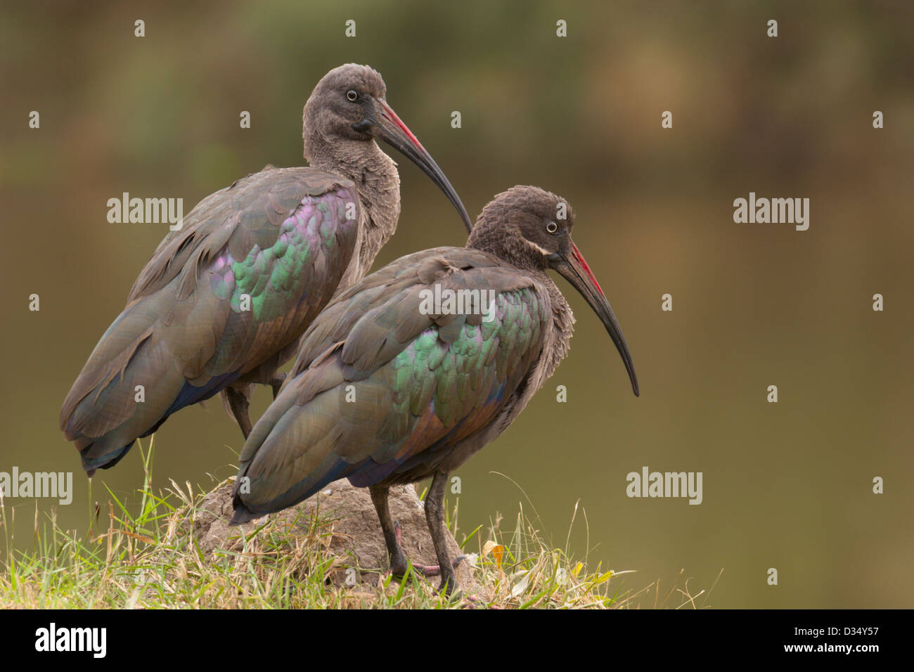 Paire d'oiseaux Ibis hagedash Ouganda coloré Banque D'Images