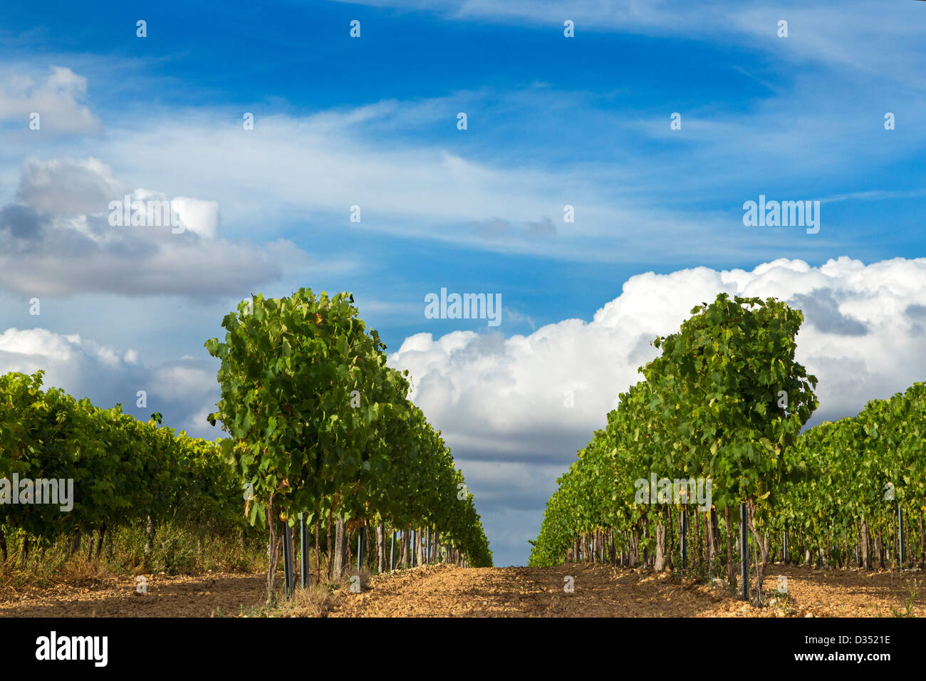 Vignes près de Cognac, Charente Maritime, France Banque D'Images